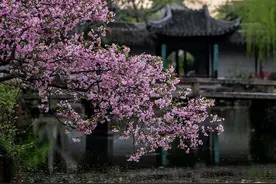 海棠花，在苏州园林中是什么地位？一种雅俗共赏的美学意蕴图片