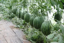 节气探农事 | 春大棚小型西瓜抢早种植模式栽培要点图片