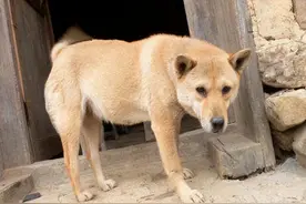 如果你要养狗，建议选择中华田园犬，好处有5点图片