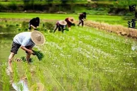 东北大米这些知名的品牌你都知道吗？图片