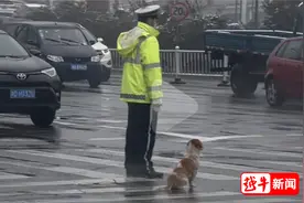 这只流浪狗陪着交警，绍兴路口一站就是2年图片