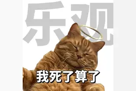 买了“猫用情趣用品”缓解猫发情！结果...它把我当它老公了图片