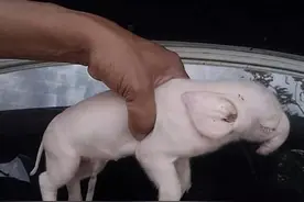 民间故事：牛生麒麟猪生象、鸡生凤凰羊生泽图片