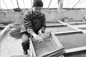 苍蝇很烦人，蝇蛆却是“好东西”，农民用粪便就能养图片