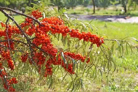 沙棘科普：关于沙棘的五个典故 你都知道么？图片