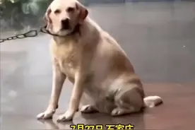 石家庄狗狗雨天被拴室外，满脸无助委屈，网友：给你眼神自己体会图片