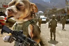 (小心)京东自营与自营厂商发货区别图片