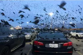 美国大量“乌鸦”涌入，在停车场集体发出哀鸣，场面太壮观图片