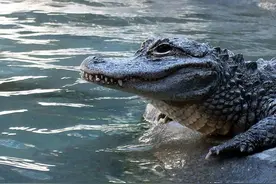 安徽野外再次放生370条扬子鳄，外放已超千条，鳄鱼伤人怎么办？图片