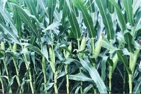 抗锈病抗倒伏，早熟耐密宜机收，高产玉米新品种登海518简介图片