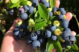 阳台种蓝莓，只要“土壤”好，果子挂满枝头，香甜可口收获也不错图片