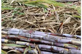 重磅好消息!广西糖厂今年预计540元每吨甘蔗，但现实却啪啪打脸了图片