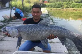 广东钓鱼人把钓获的青鱼养了20年，长到160斤，有人报价10万收购图片