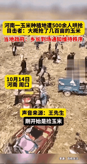 又是反转？河南周口承包者玉米遭附近村民哄抢？当地乡政府回应图片