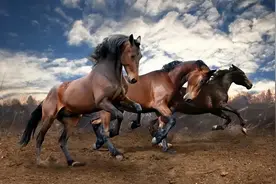 马儿的交配和繁殖，奇怪的知识又增加了图片