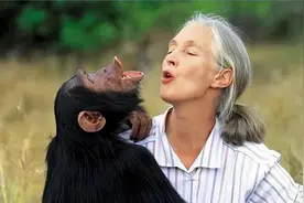 人和大猩猩之间，为什么会有生殖隔离？科学家是如何发现的？图片