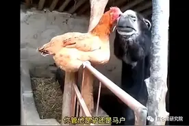 许光伟：马户又鸟何以“无法对号入座”图片