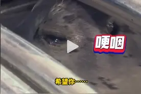 盘点动物们与人和谐相处的瞬间，暖心搞笑的同时，评论区也很炸裂图片