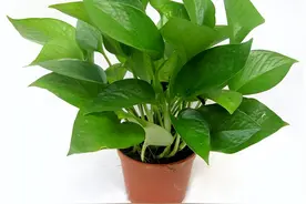 俗语“一棵绿萝7个鬼”，老祖先的话话，是迷信还是有科学依据？图片