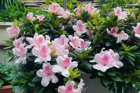 有种杜鹃花叫“安酷杜鹃”，颜值高爱开花，皮实好养，北方也能种图片