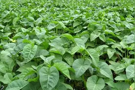 种植空心菜怎么长得快？学会4个种植窍门，空心菜产量高到吃不完图片