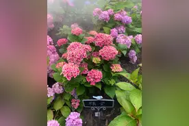 7种泼辣花，天热快扦插，生根快窜花多，插多少活多少图片