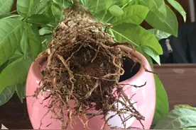 发财树为什么总“烂根”？网友哭了：连买三盆，就是养不活？图片