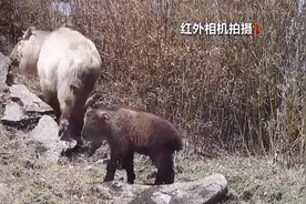 雪豹、灰狼、岩羊……红外相机镜头里千姿百态的“动物世界”图片