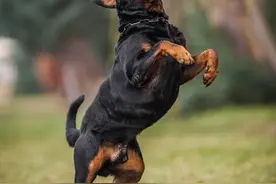 忠犬排行榜出炉：这7种狗榜上有名，真的很专一图片