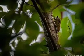知了猴，一个快被吃完的物种图片