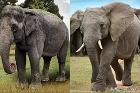 亚洲象与非洲象之间，他俩存在着生殖隔离吗？图片