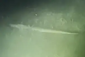 河南平顶山一公园湖泊内，出现体型巨大的“水怪”！到底是什么？图片