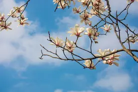 一个女人，总招“烂桃花”，其实是有原因的图片