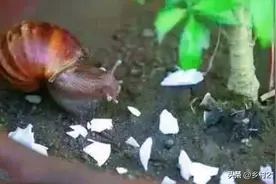 废弃的鸡蛋壳不要再丢了，加上它泡几天，种菜种花都可以图片