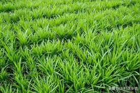 种植韭菜、芹菜和萝卜，这几种肥料别乱用，不好吃还容易烂根图片