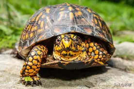 龟龟真菌了？教你3步治真菌图片