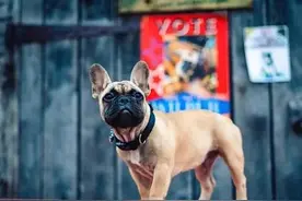 汪星人当市长-汪汪队立大功图片