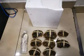 江苏苏州：送一单外卖顺走一盒螃蟹 这个拘留你换的值吗？图片