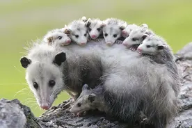 美国发现最有母爱的动物，背着十多个孩子外出，累到喘气也不放弃图片