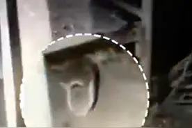 重44斤！抓捕视频曝光！大蟒蛇张开血盆大口……图片