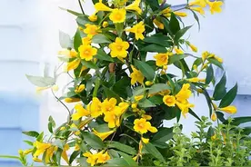 7种“有毒的花”，叶片花朵全含剧毒，很多人家里养了都不知道图片