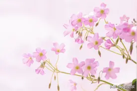 英语高级表达（十六）图片