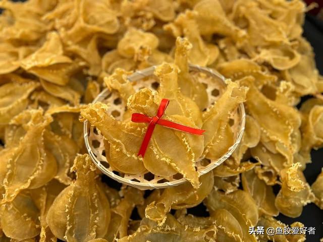 大口赤嘴鳘鱼胶的鉴别 2026年大口赤嘴鱼胶是不是野生