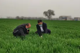 小麦喷施多效唑有技巧，掌握好这几个技巧，既能防倒又能增产图片