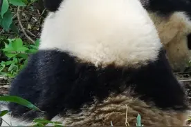 都让让，哪个顶流也打不过这只全网宠的熊猫图片