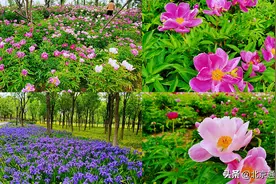 北京通州免费郊野公园 芍药花开 美丽动人 不弹窗图片