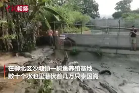 （视频）@太原人！广西小伙养鳄鱼年入百万，行行出状元图片