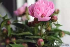 五月花神季，非芍药莫属了图片