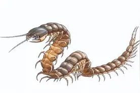 一年吃3700只鸟的巨型蜈蚣，长达30.5厘米，蜈蚣如何捕捉天敌鸟类图片