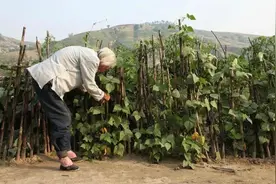 远去的小脚女人图片
